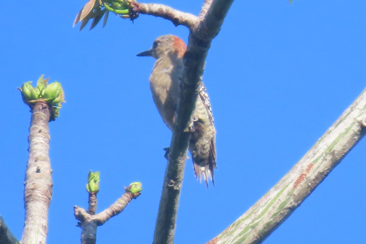 Red-crowned Woodpecker - Gillian Lankshear