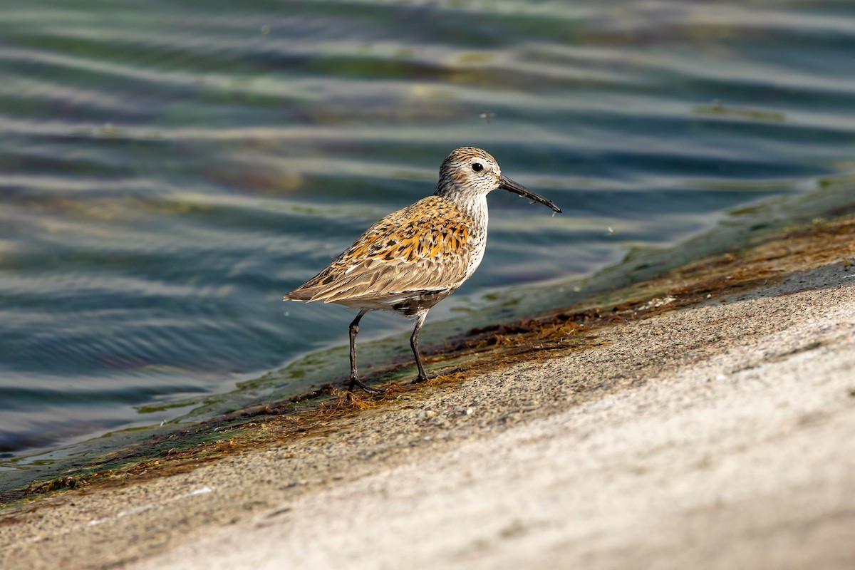 Dunlin - ML619351499