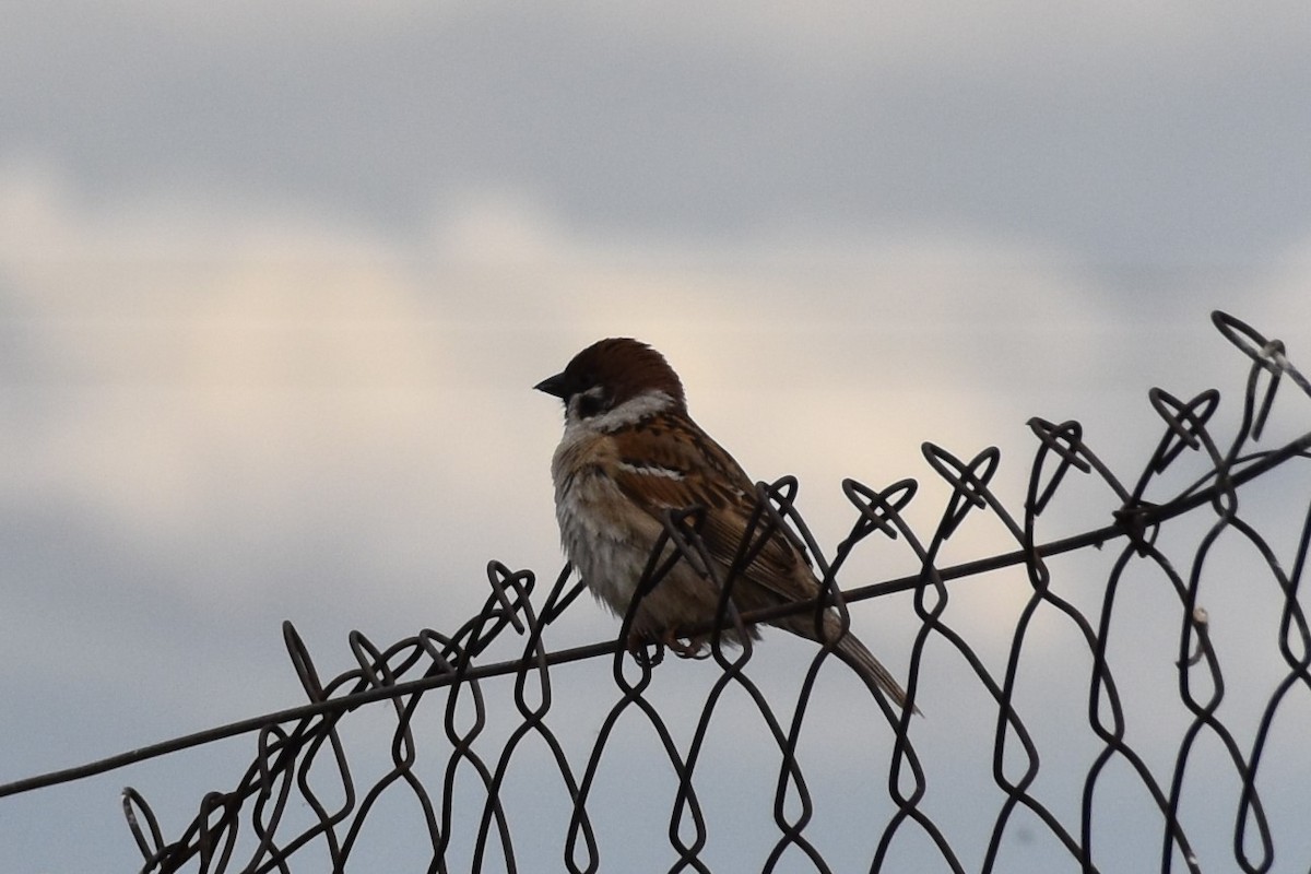 Eurasian Tree Sparrow - ML619351506