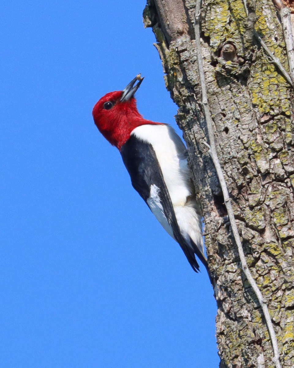 Red-headed Woodpecker - Dan Kempf