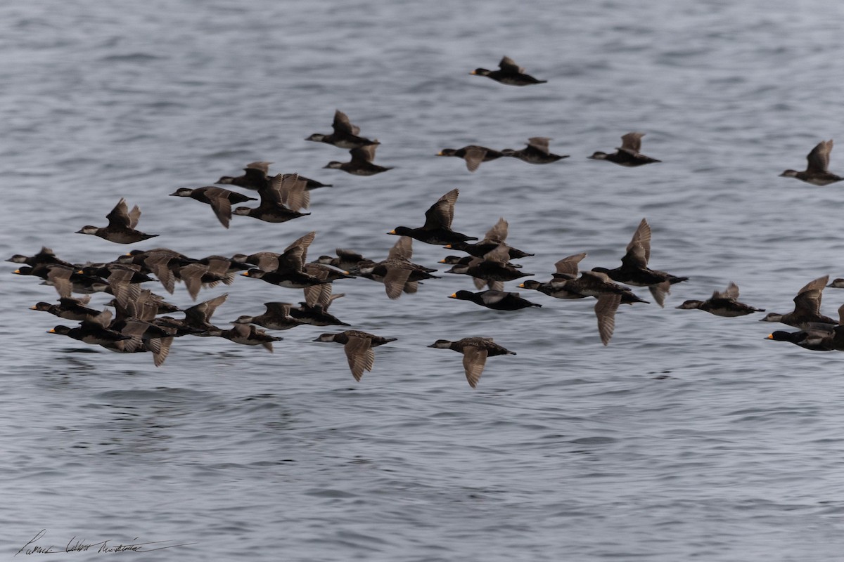 Black Scoter - Patrick Colbert Muetterties