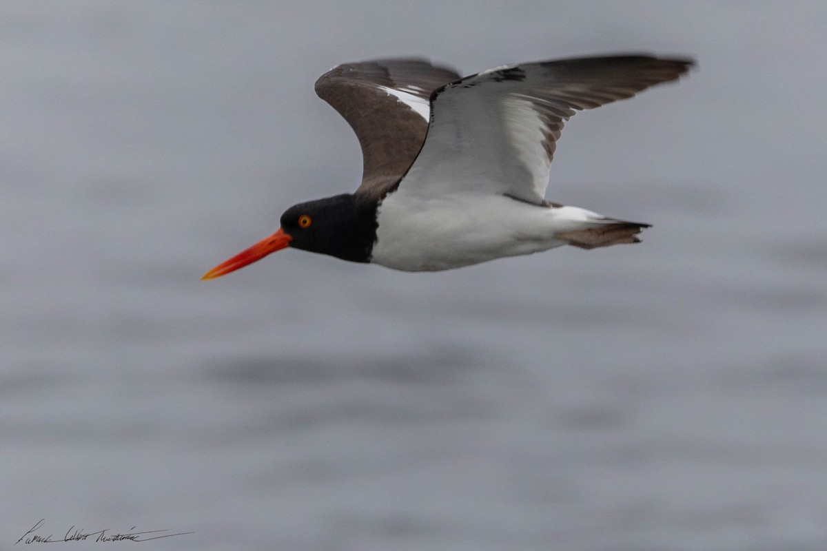 American Oystercatcher - Patrick Colbert Muetterties