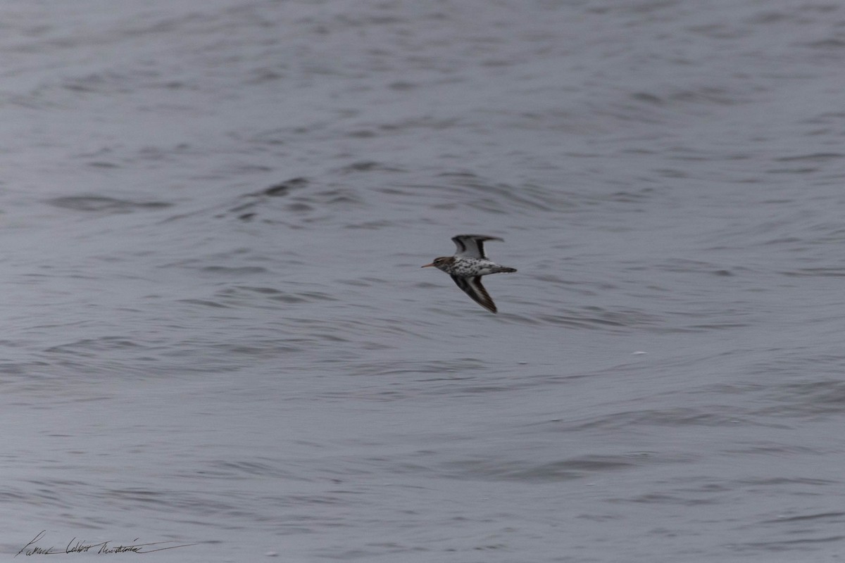 Spotted Sandpiper - Patrick Colbert Muetterties