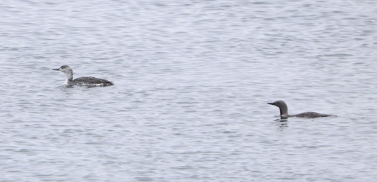 Red-throated Loon - Simon Pinder