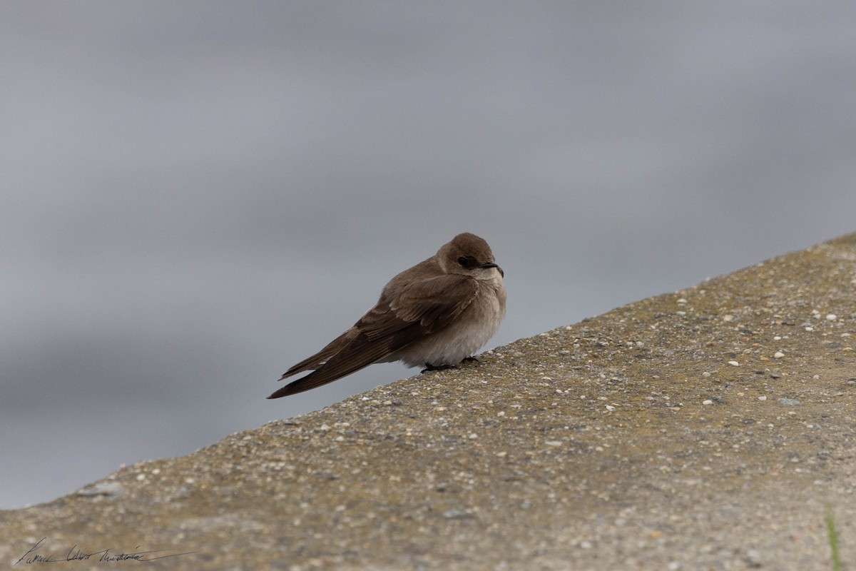 Northern Rough-winged Swallow - Patrick Colbert Muetterties