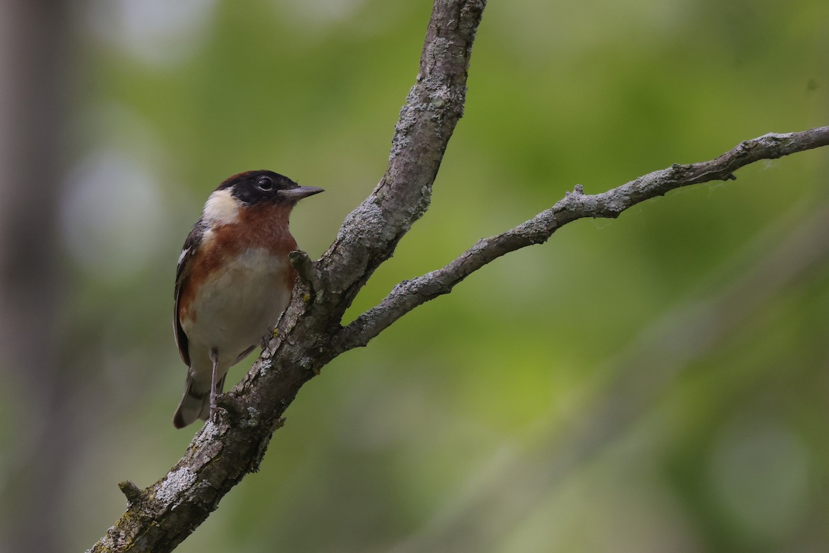 Bay-breasted Warbler - Tim Lenz