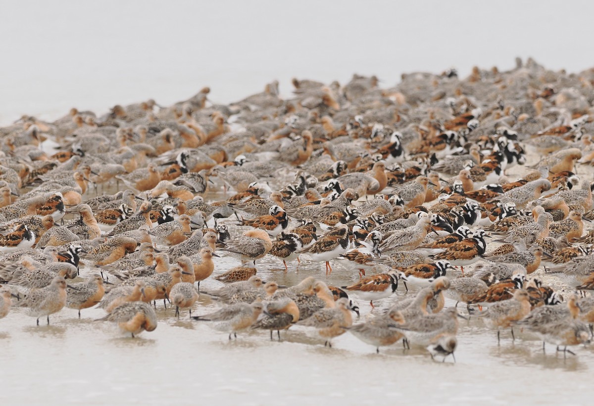 Red Knot - Russell Hoffman
