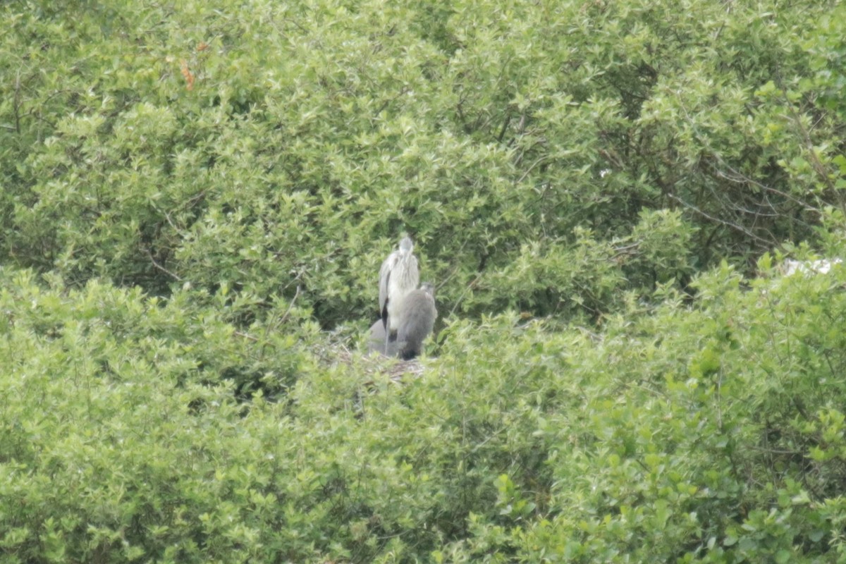 Gray Heron - Jan Roedolf