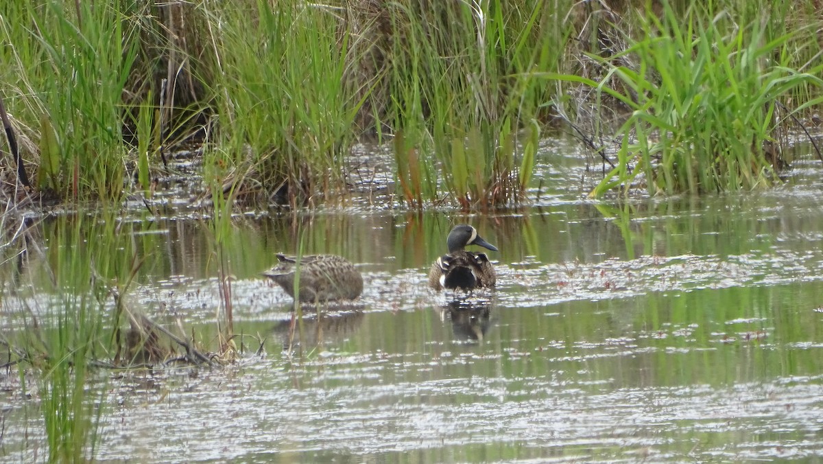 Blue-winged Teal - Amy Simmons