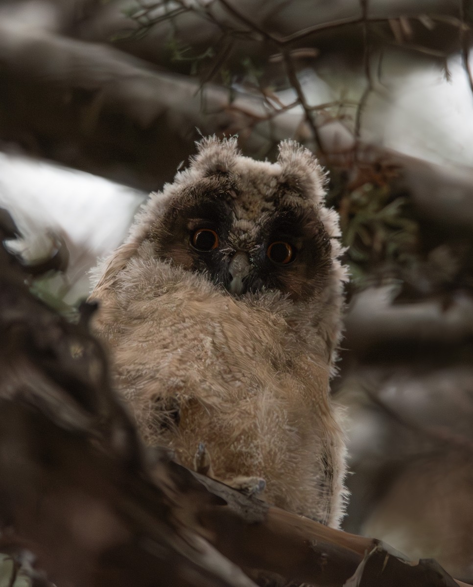 Long-eared Owl - Giota Bourneli