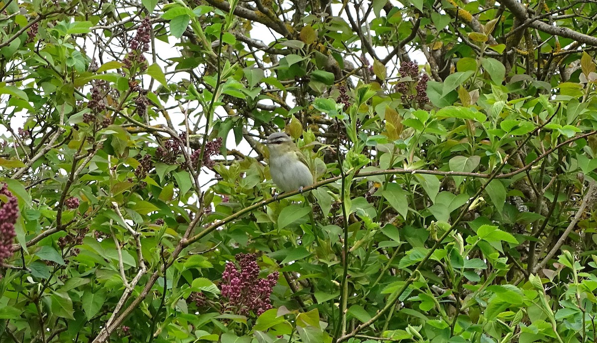 Red-eyed Vireo - Amy Simmons