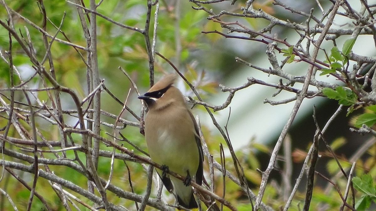 Cedar Waxwing - Amy Simmons