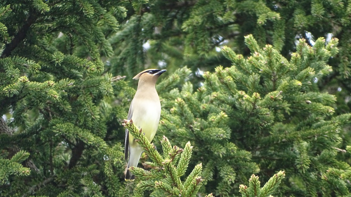 Cedar Waxwing - Amy Simmons