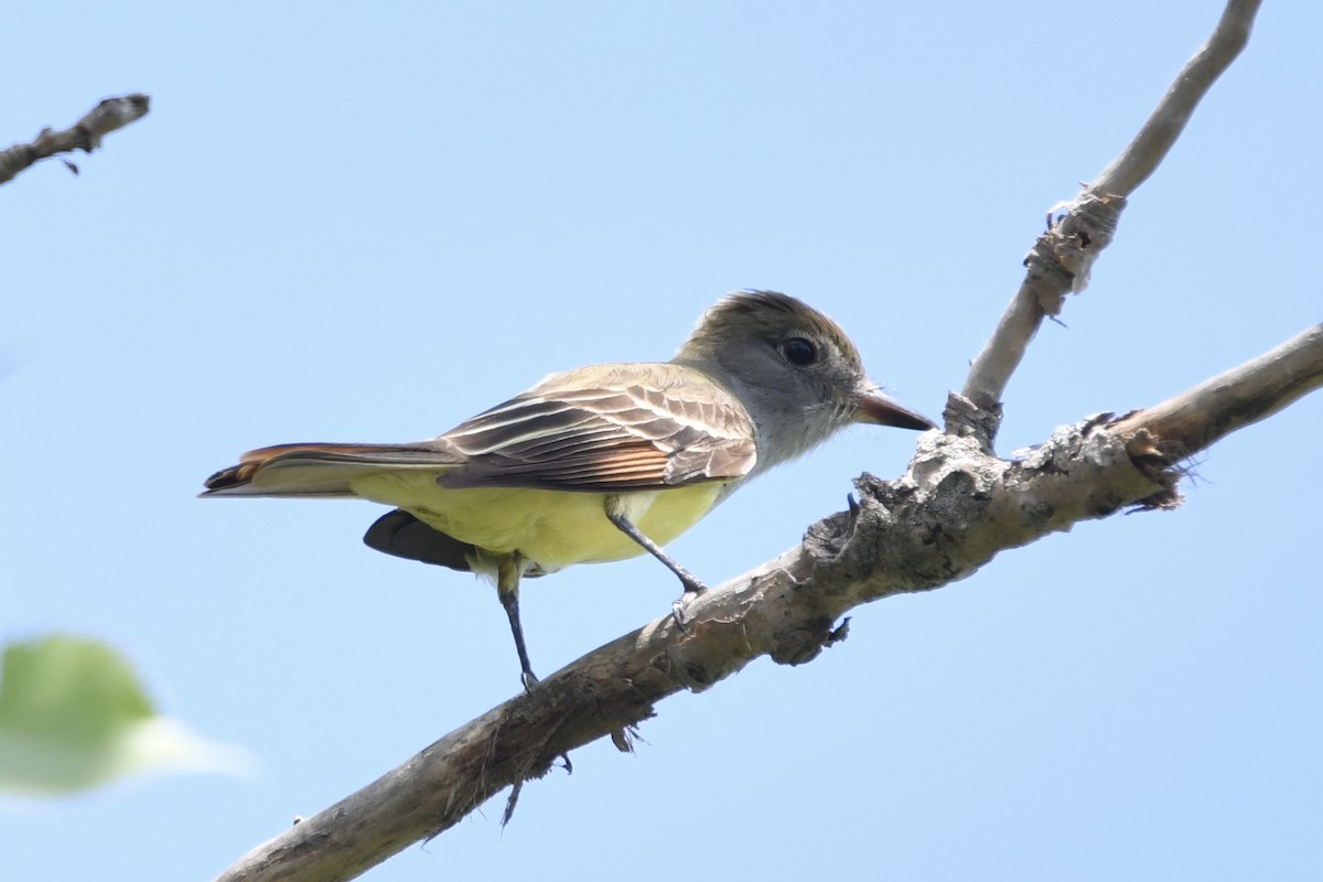 Great Crested Flycatcher - Lauren Wadas