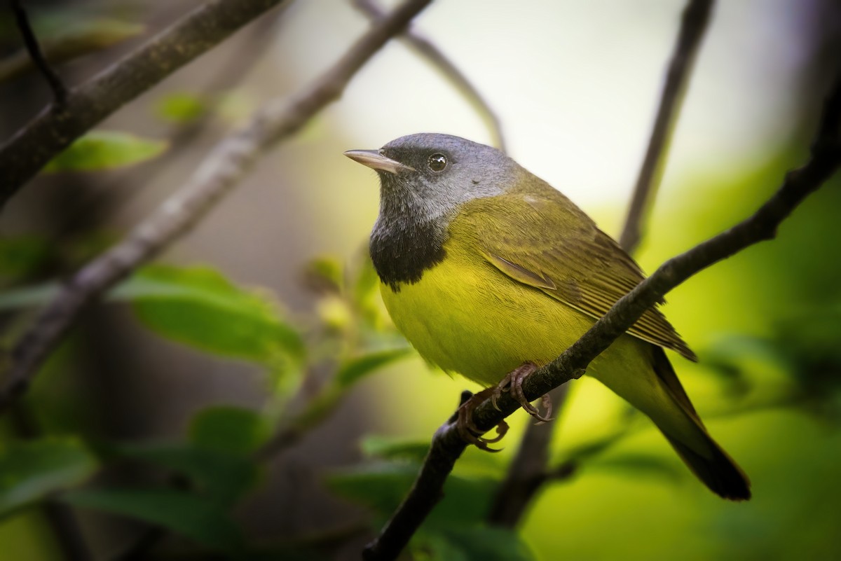 Mourning Warbler - ML619351649