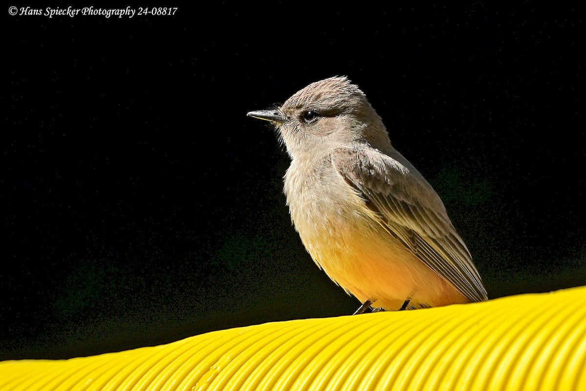 Say's Phoebe - ML619351650