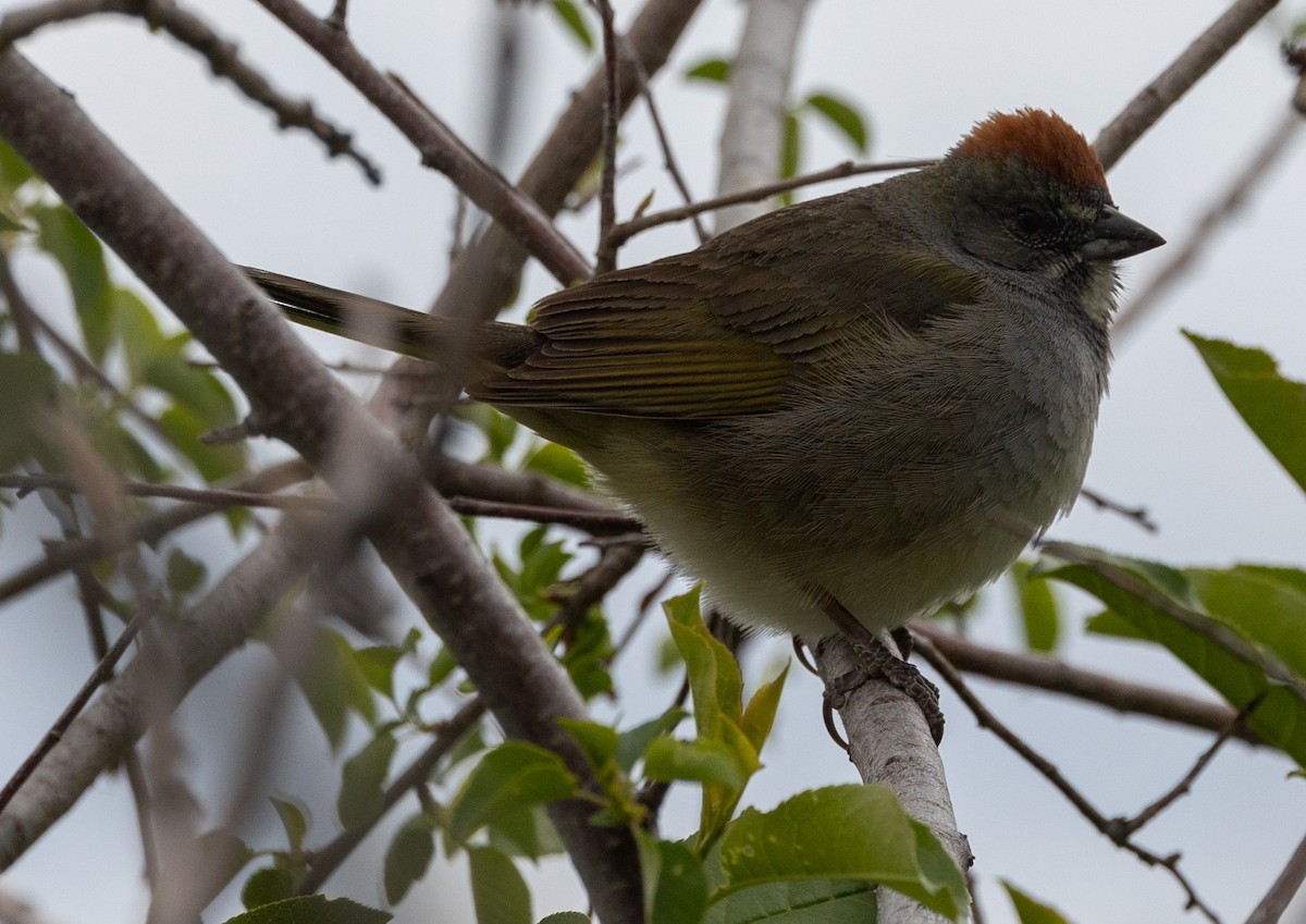 Green-tailed Towhee - Ric Olson