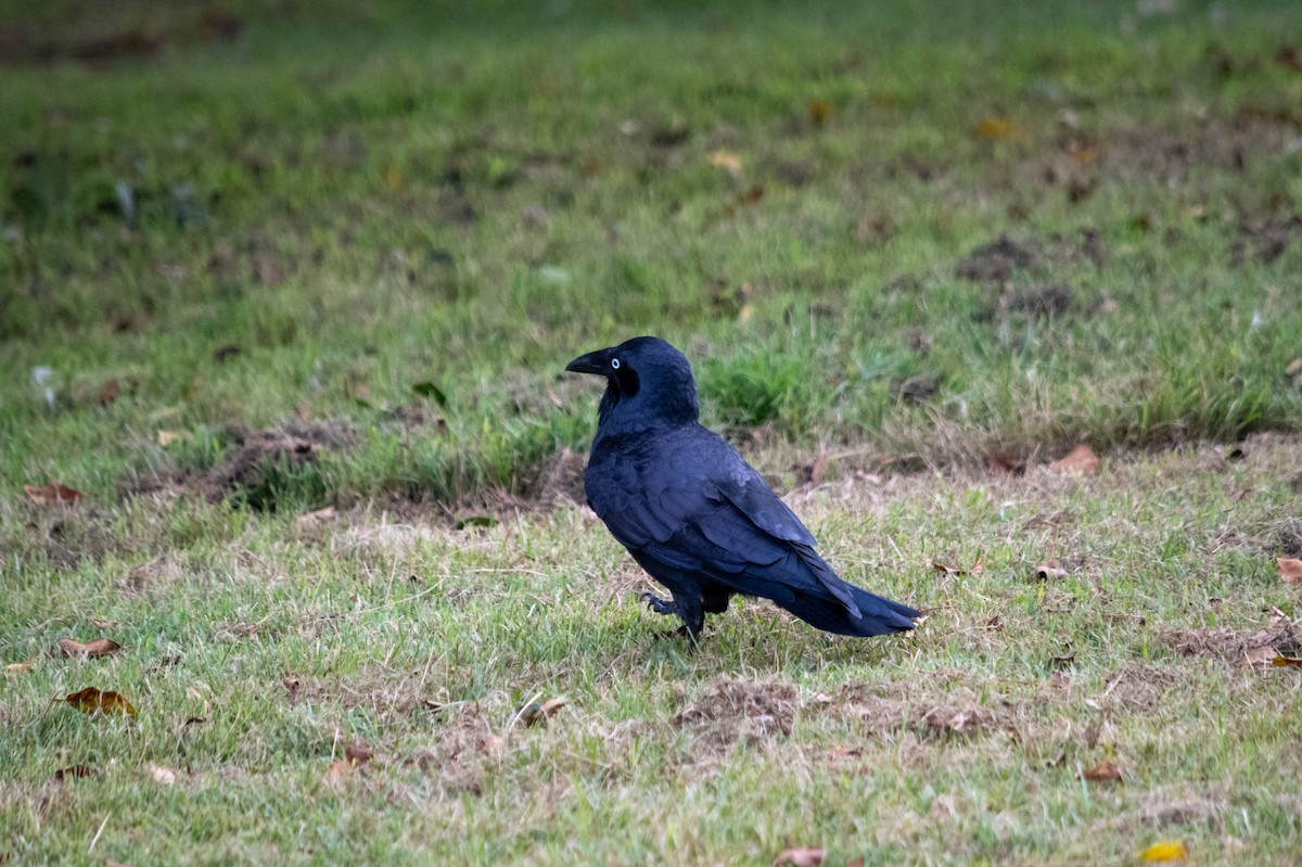 Australian Raven - Richard Littauer