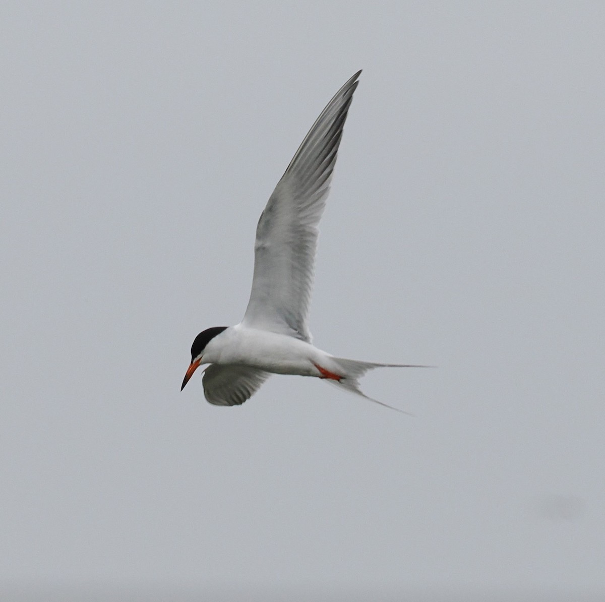 Forster's Tern - Russell Hoffman