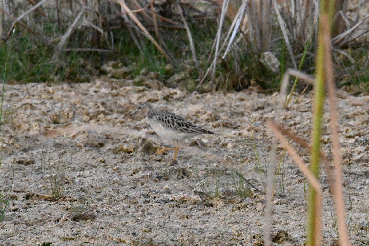 Buff-breasted Sandpiper - ML619351672