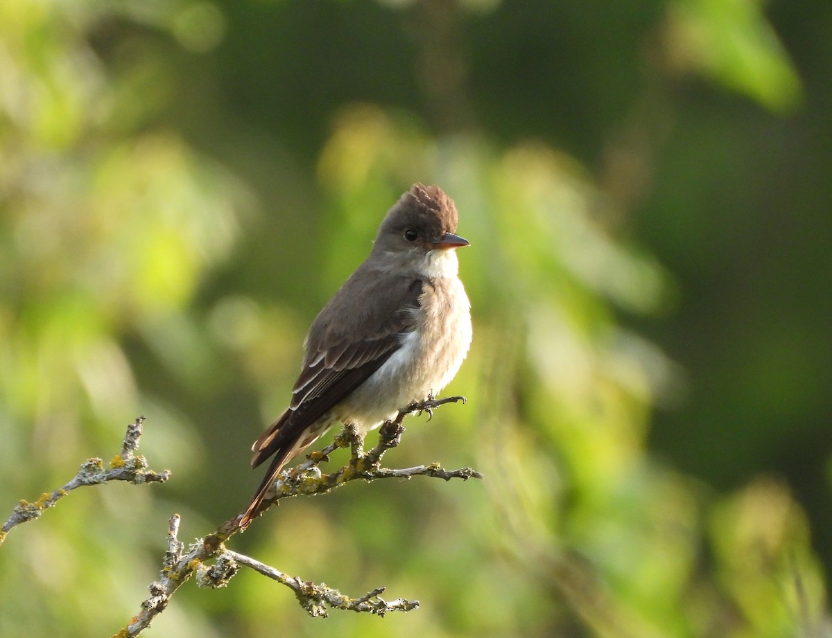 Olive-sided Flycatcher - Enrico Konig