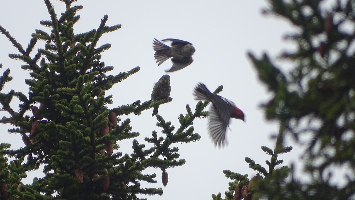 White-winged Crossbill - Amy Simmons