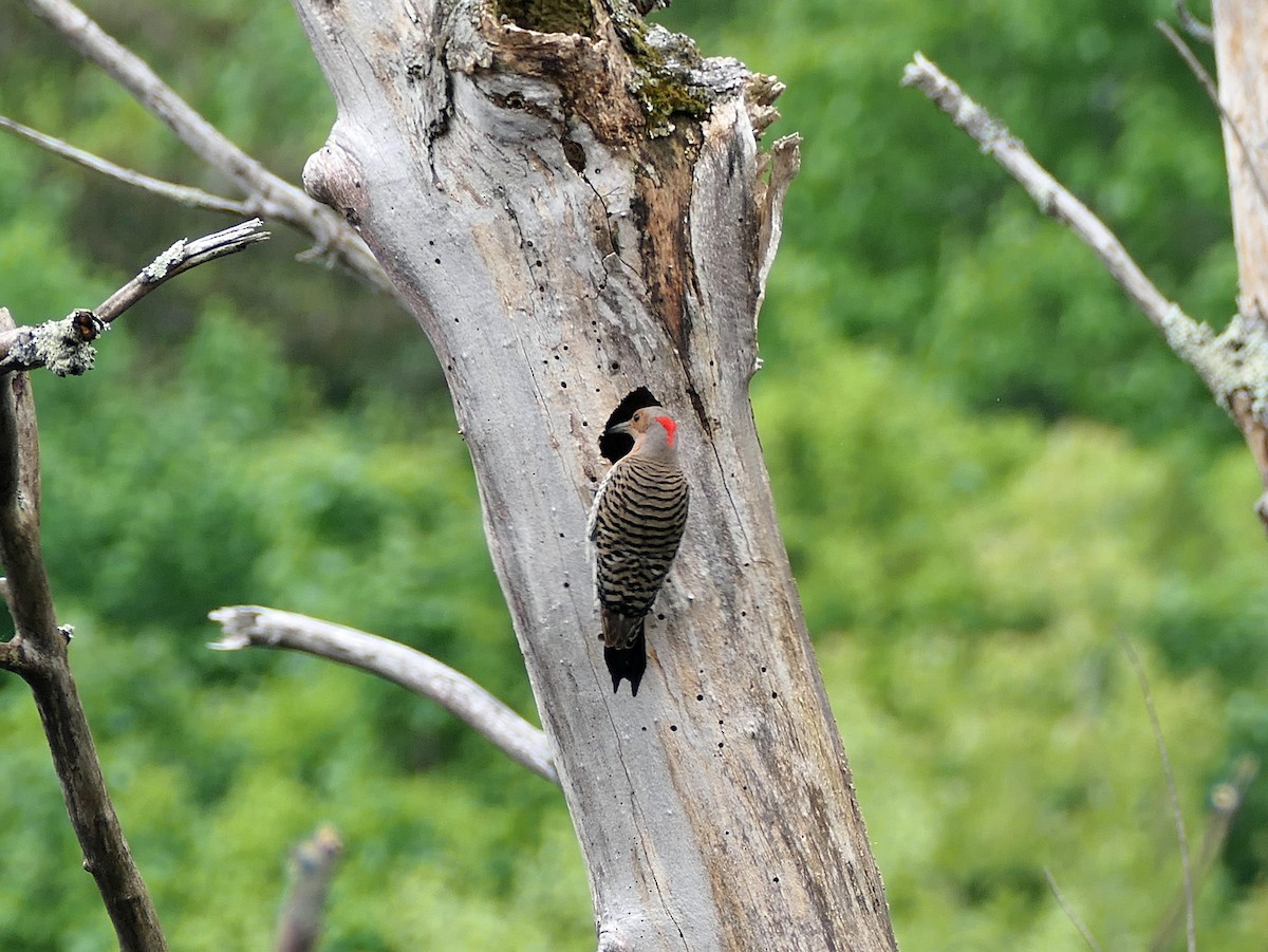 Northern Flicker - ML619351684