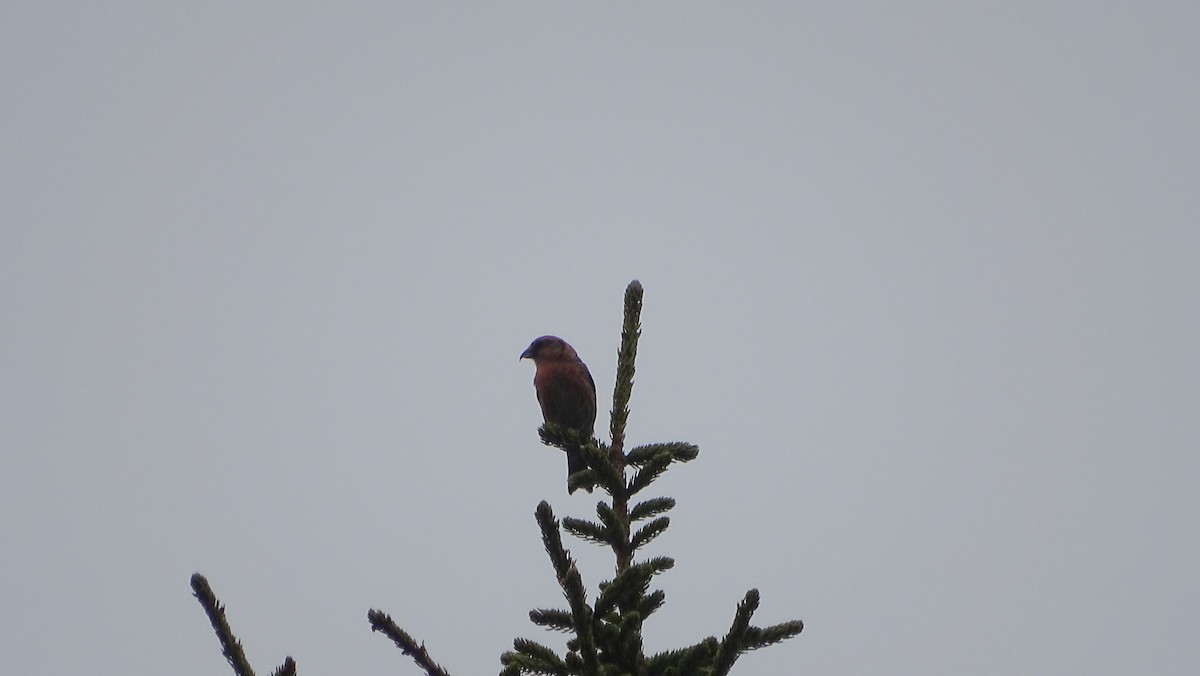 White-winged Crossbill - Amy Simmons