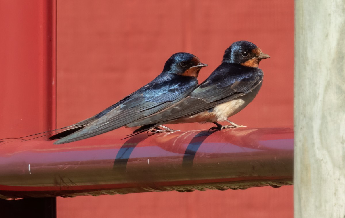 Barn Swallow - ML619351697