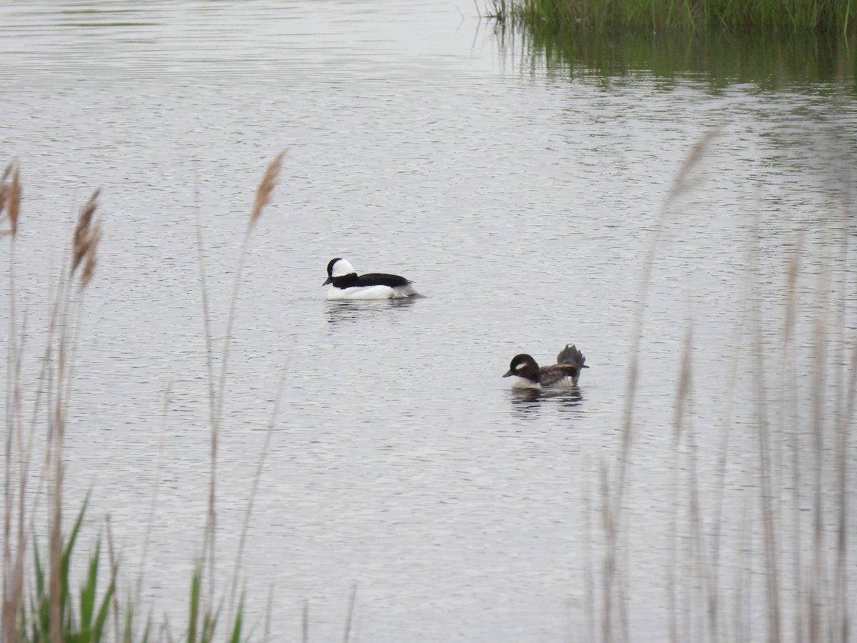 Bufflehead - ML619351699