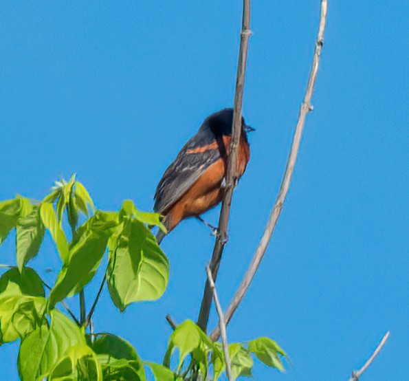 Orchard Oriole - ML619351708