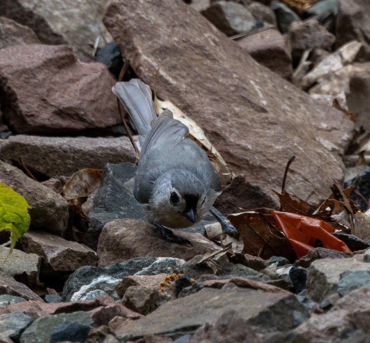 Tufted Titmouse - Anand Ramachandran