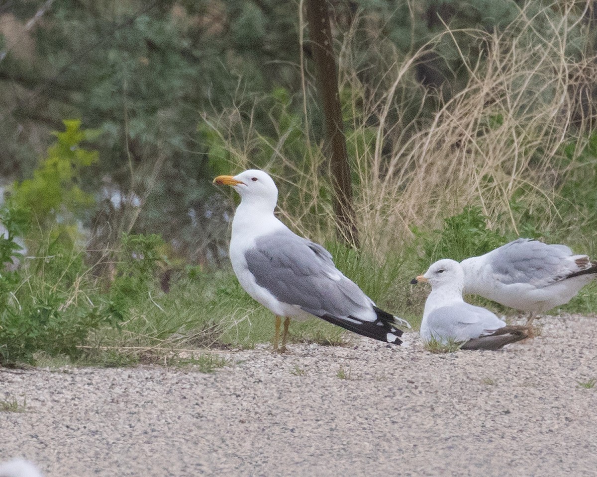 California Gull - Doug Backlund