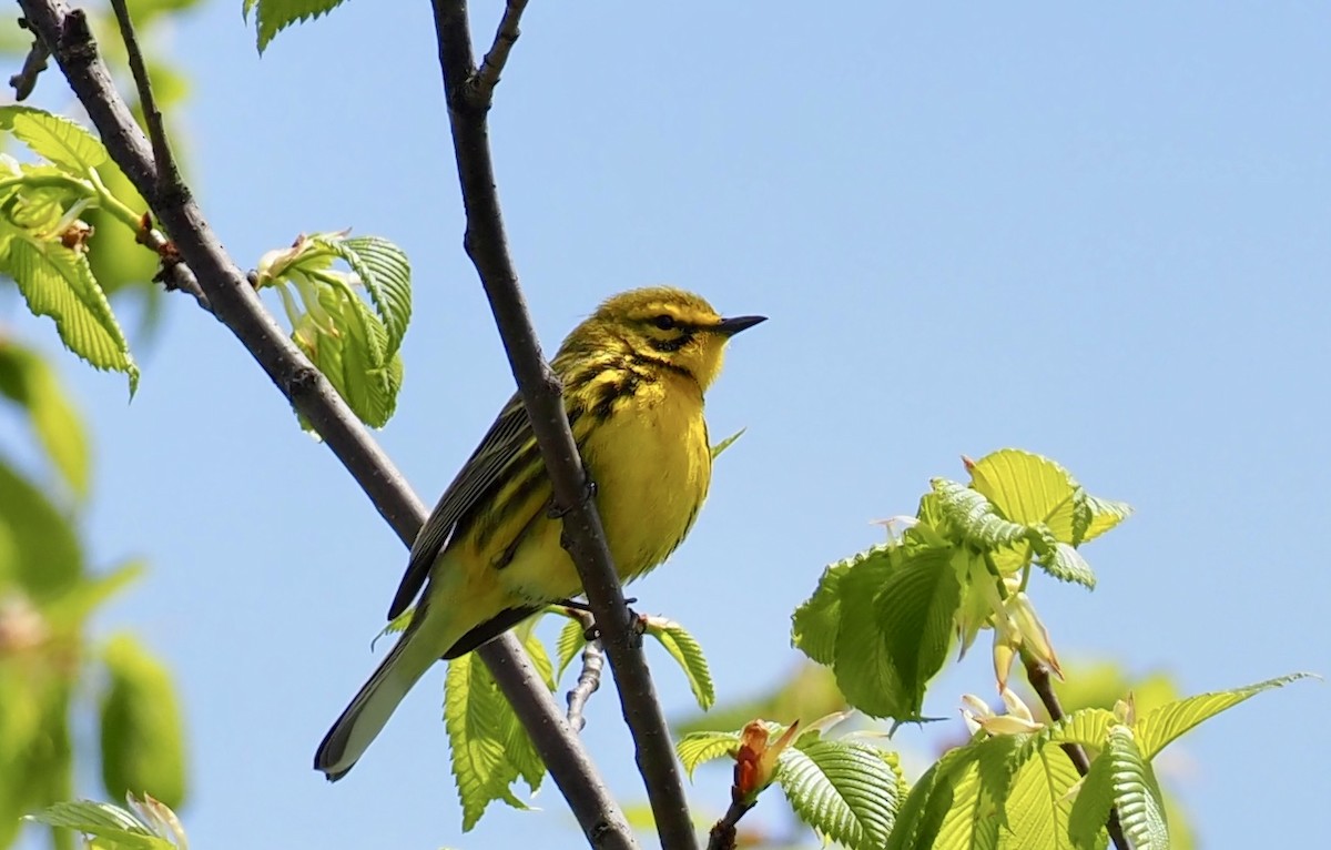 Prairie Warbler - Bob & Anne-Marie Taylor