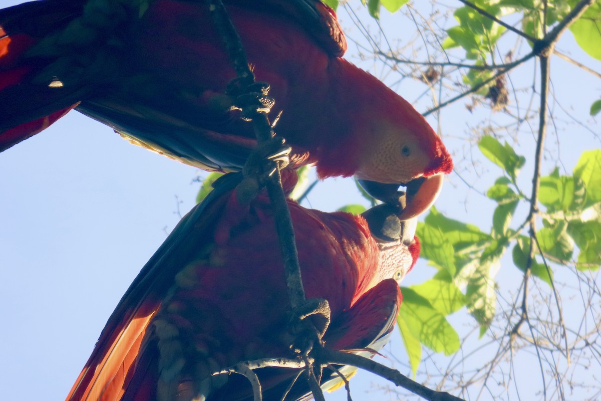 Scarlet Macaw - Gillian Lankshear