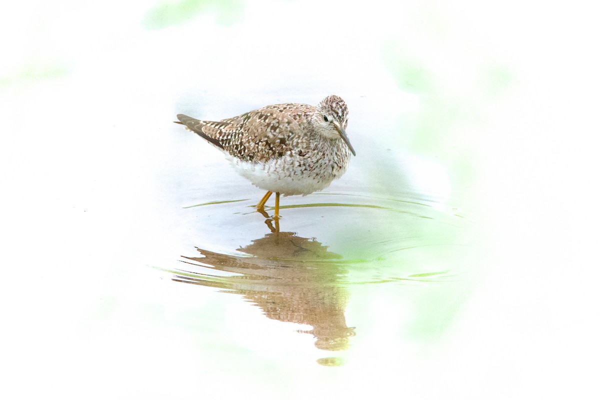 Lesser Yellowlegs - Robert King