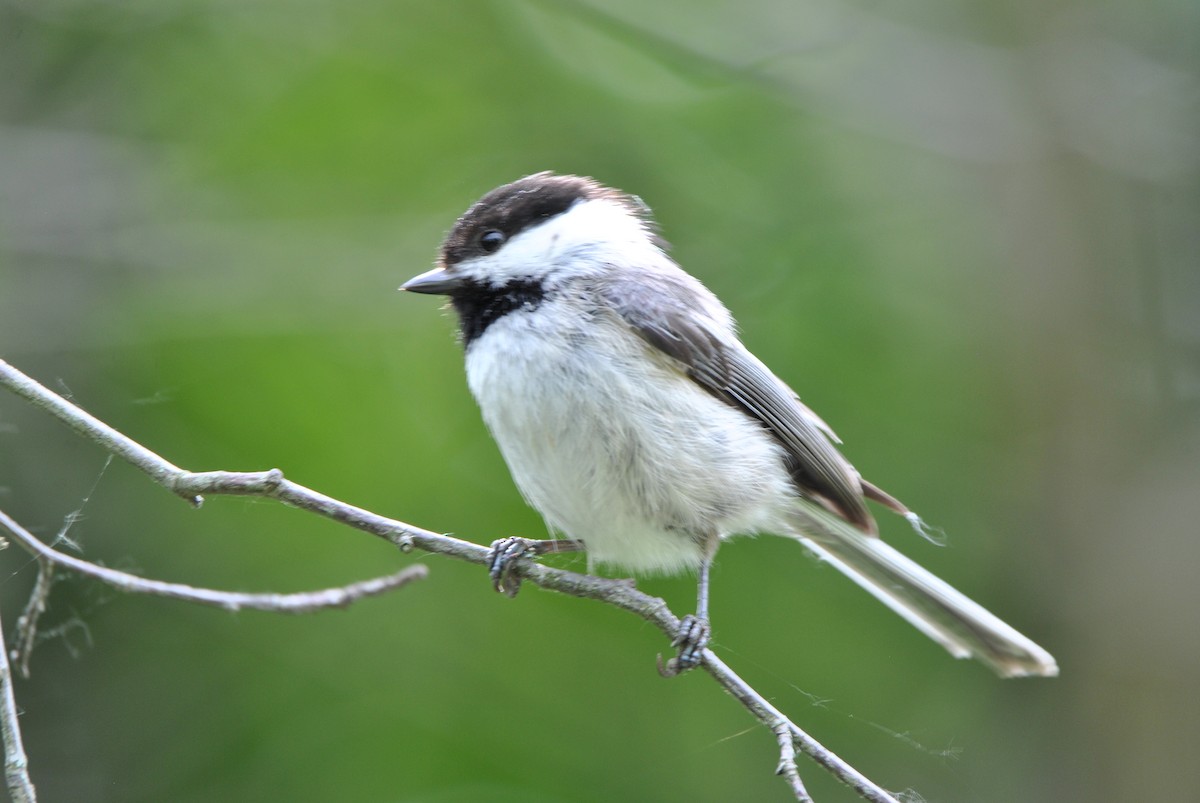 Black-capped Chickadee - Harper Mazock