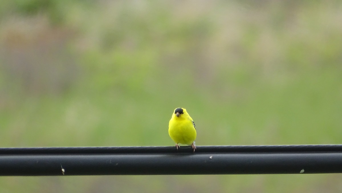 American Goldfinch - Amy Simmons