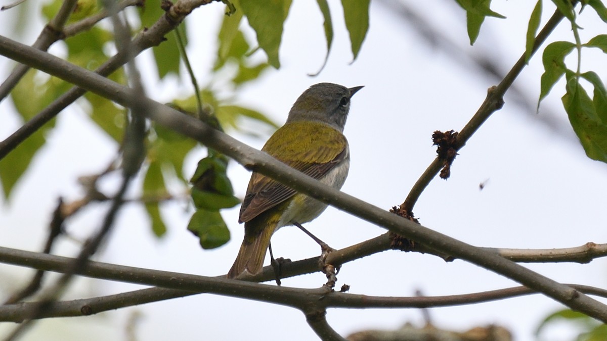 Tennessee Warbler - Dominic Sherony