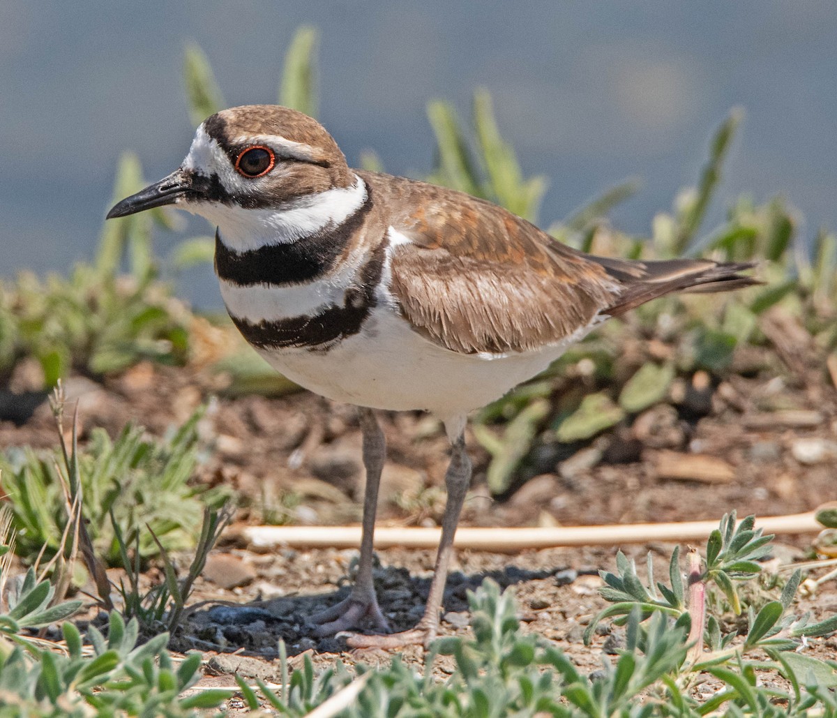 Killdeer - ML619351810