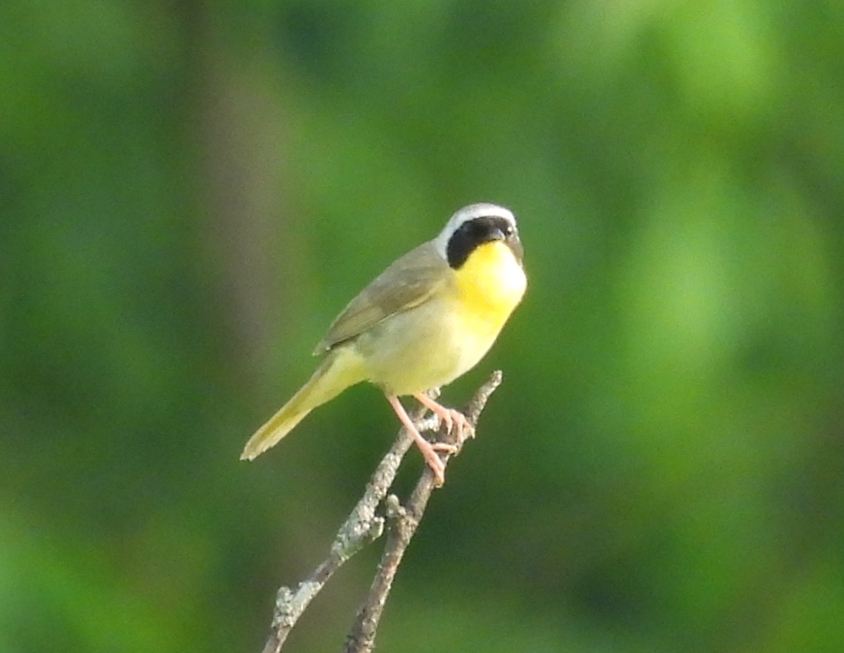 Common Yellowthroat - Fannie Courtier