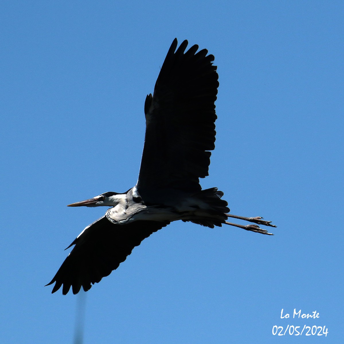 Gray Heron - Antonio Fernández-Caro Gómez