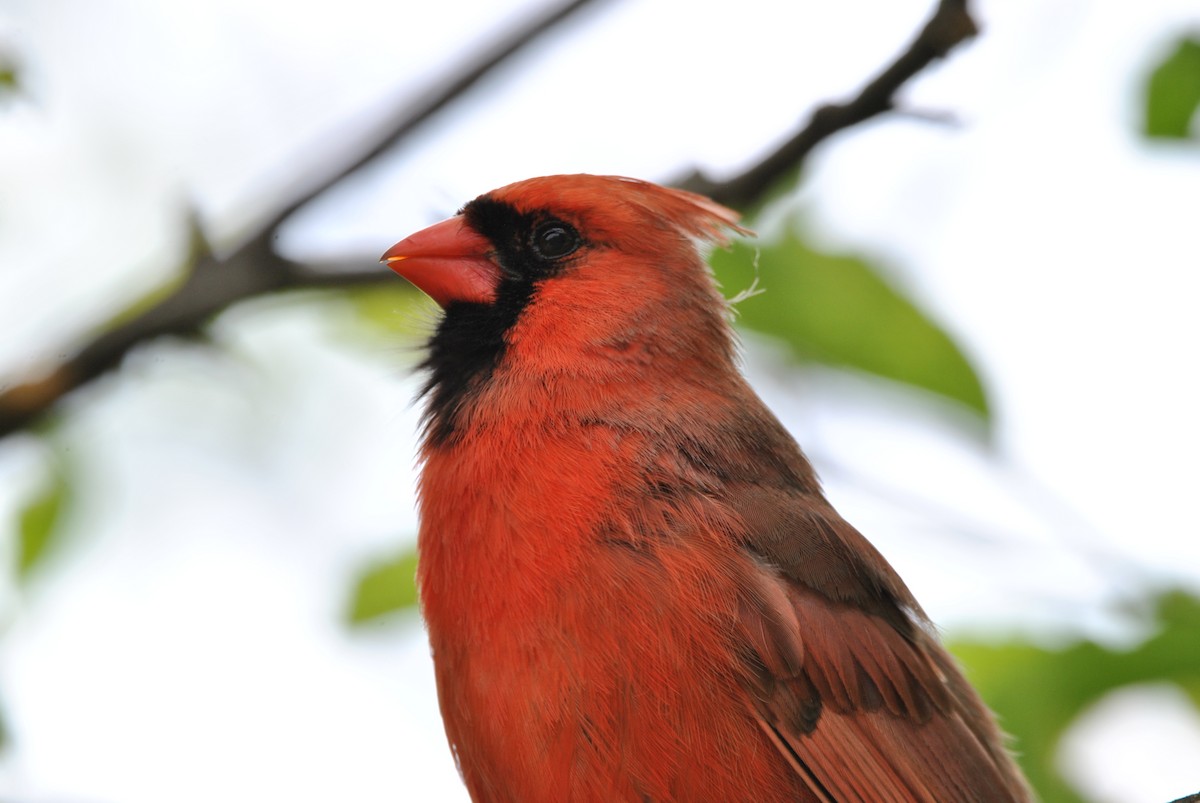 Northern Cardinal - Harper Mazock