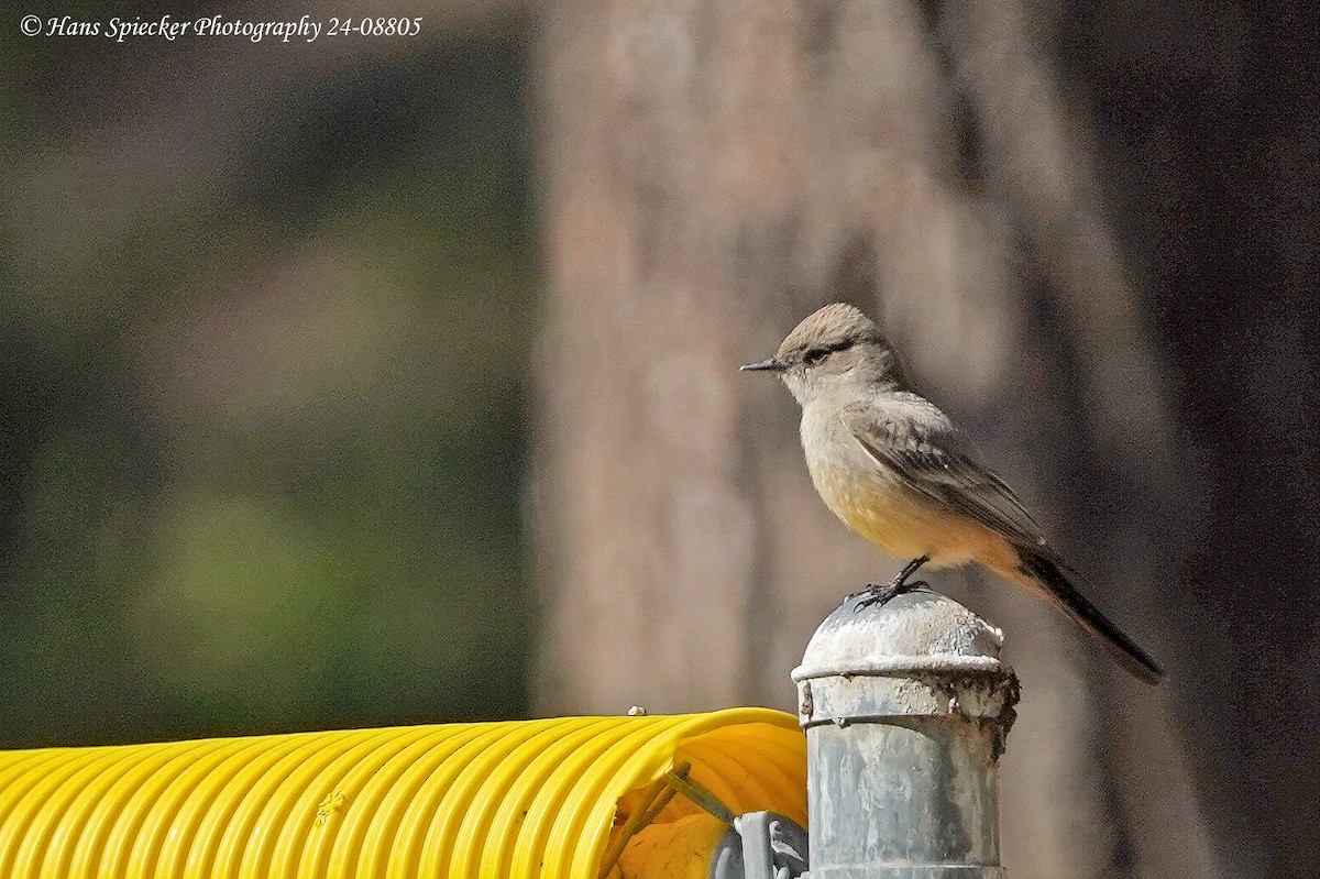 Say's Phoebe - ML619351871