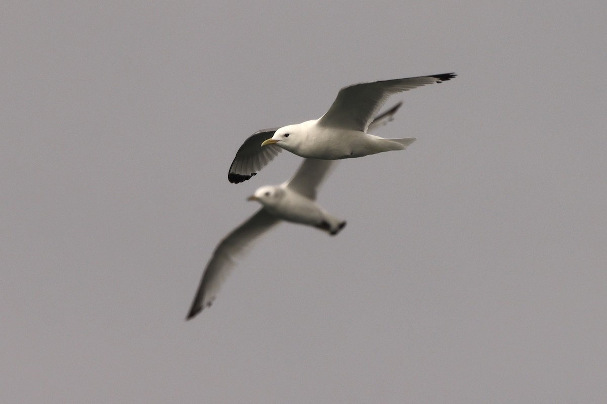 Black-legged Kittiwake - Oliver Cottis