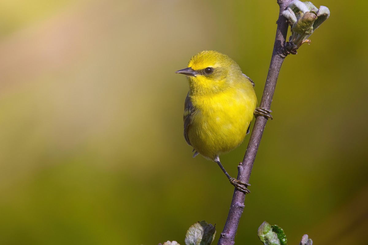 Lawrence's Warbler (hybrid) - ML619351884
