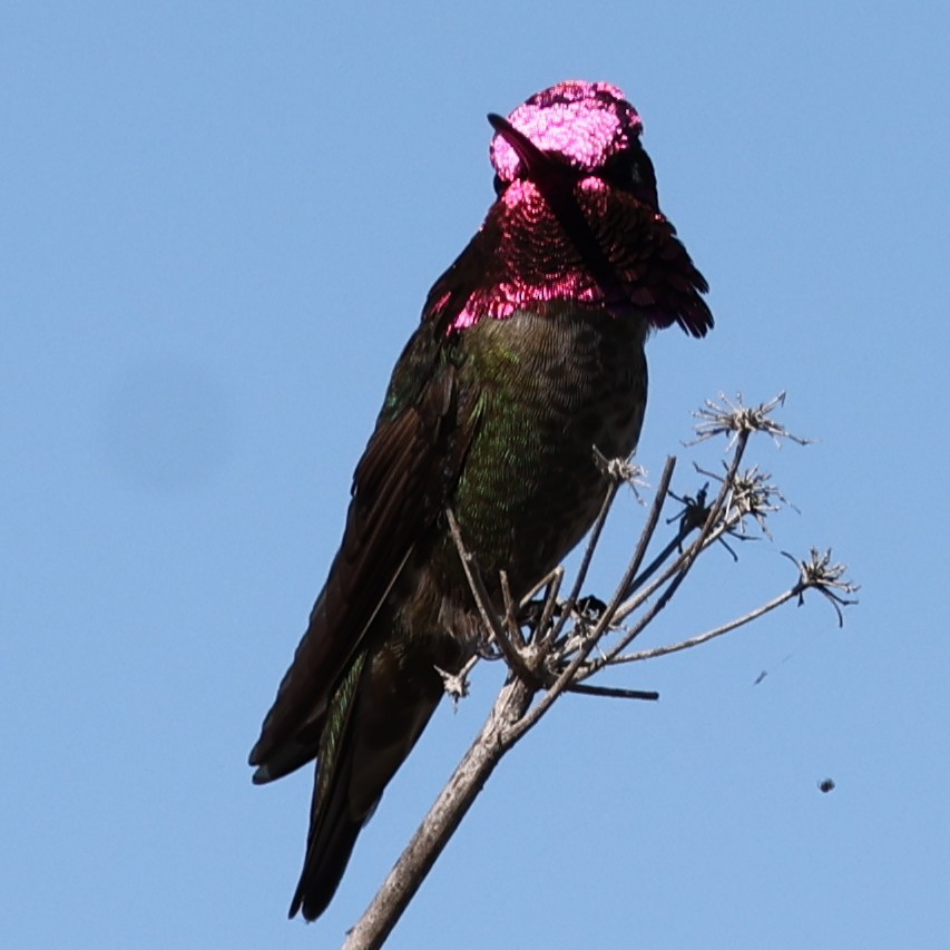 Anna's Hummingbird - WELLINGTON MACHADO