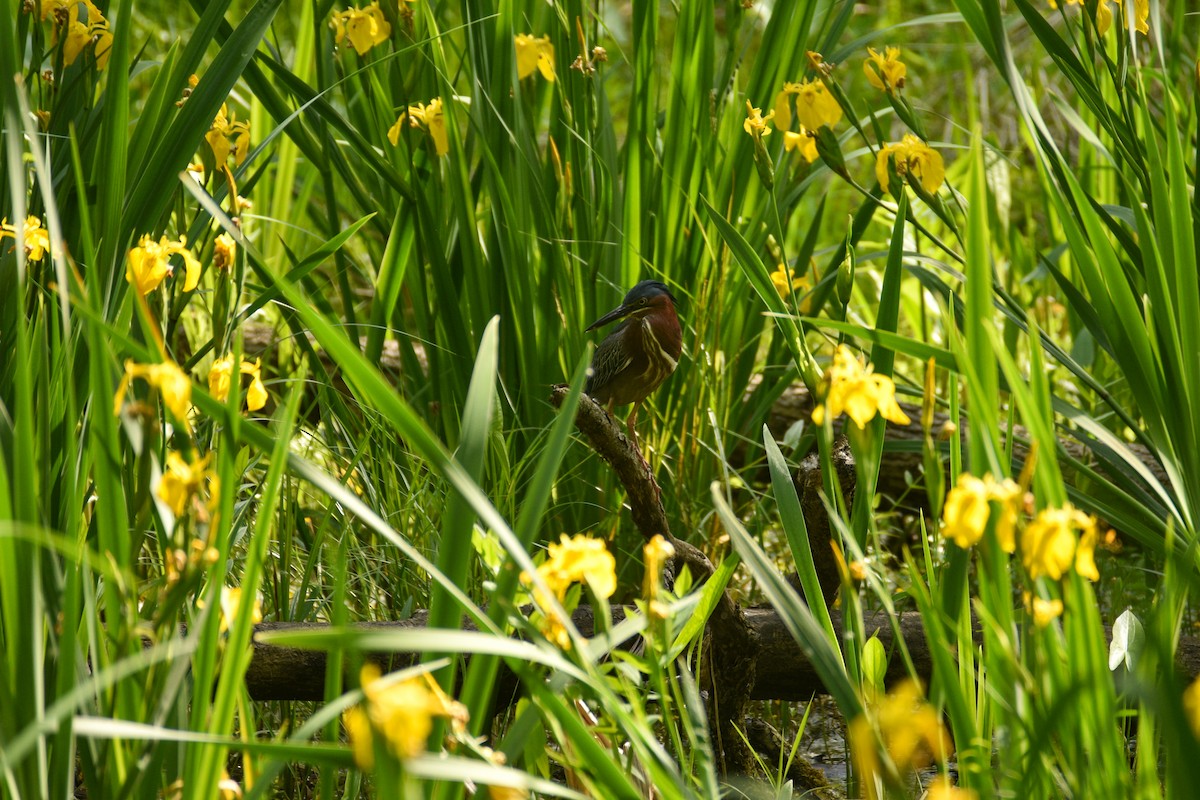 Green Heron - ML619351886