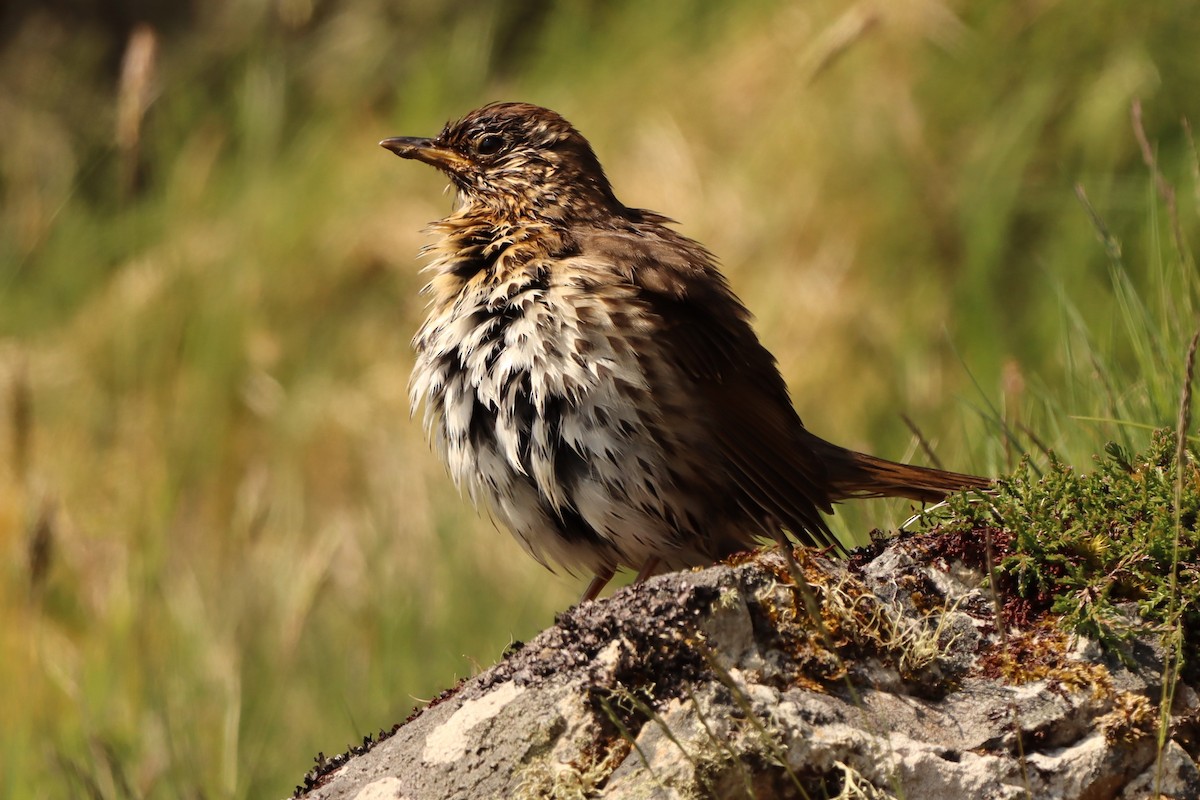 Song Thrush - Oliver Cottis