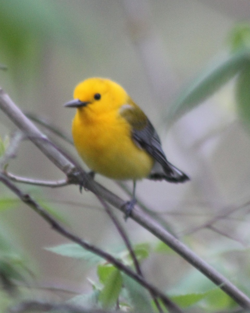 Prothonotary Warbler - Scott Peck